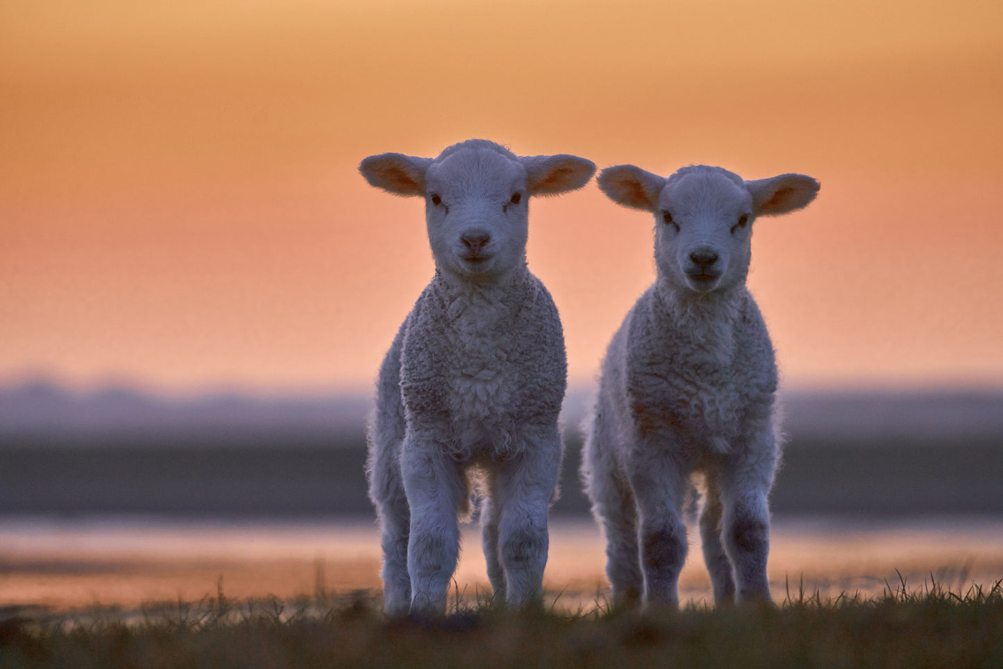 Lamb Twins Poster och Canvastavla