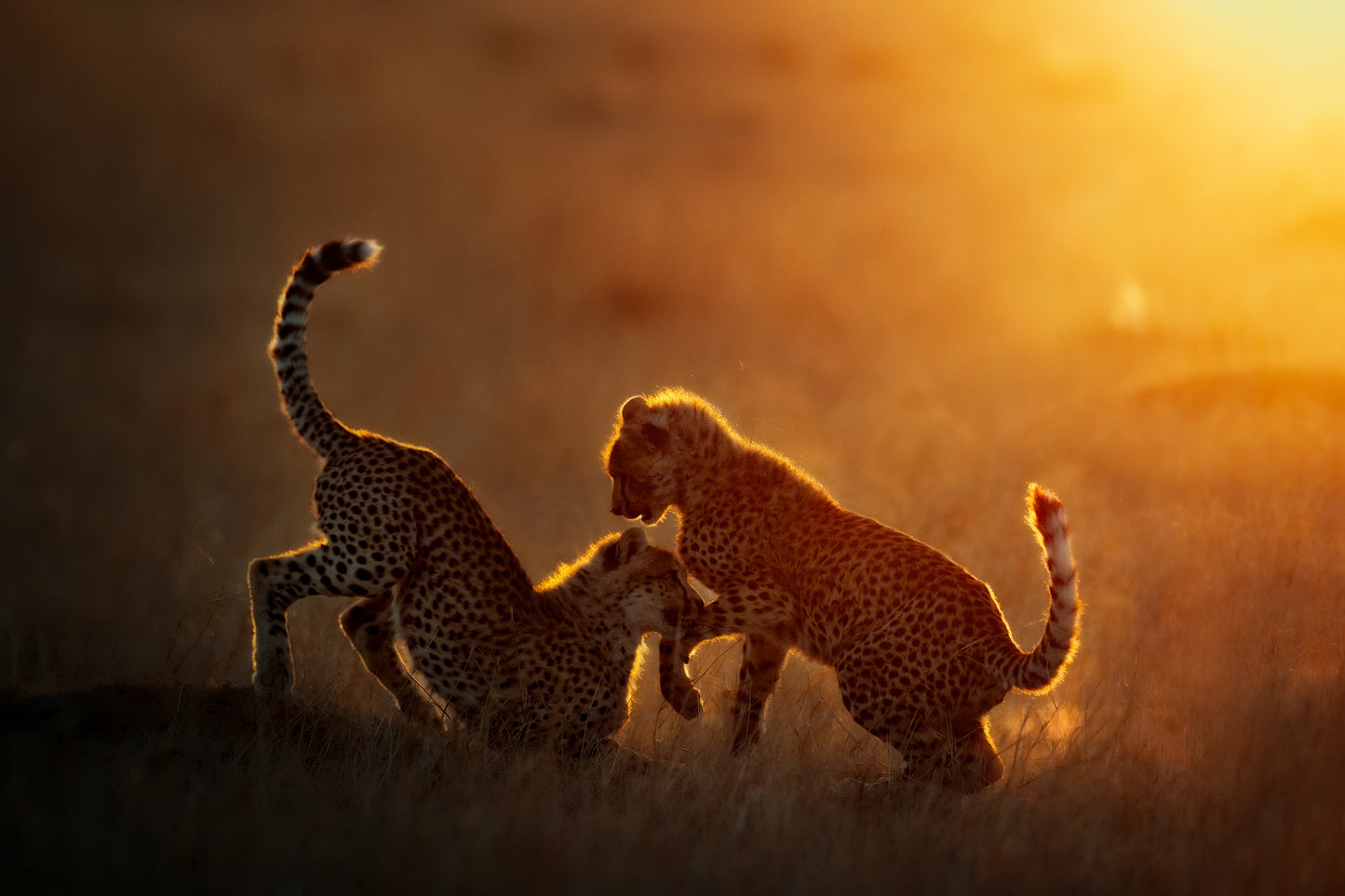 Playing at sunrise Poster och Canvastavla