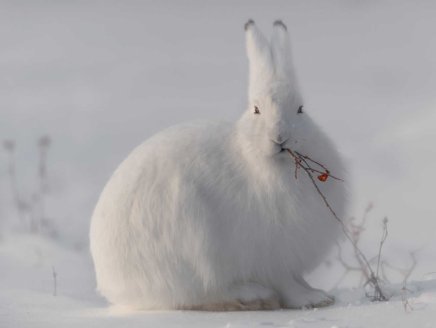 wild arctic hare Poster och Canvastavla
