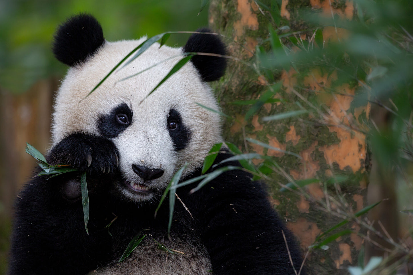 Bamboo Time Poster och Canvastavla