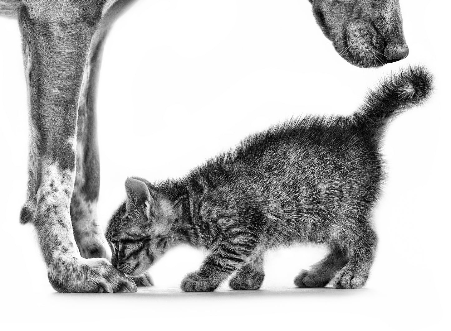 Smell me Poster och Canvastavla