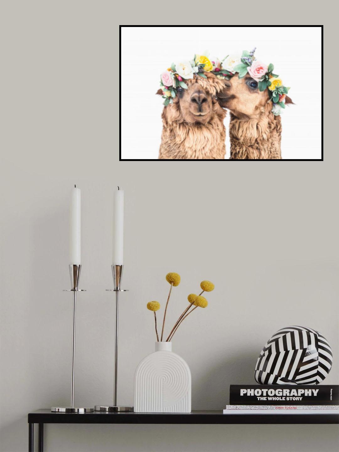 Boho Alpacas Poster och Canvastavla