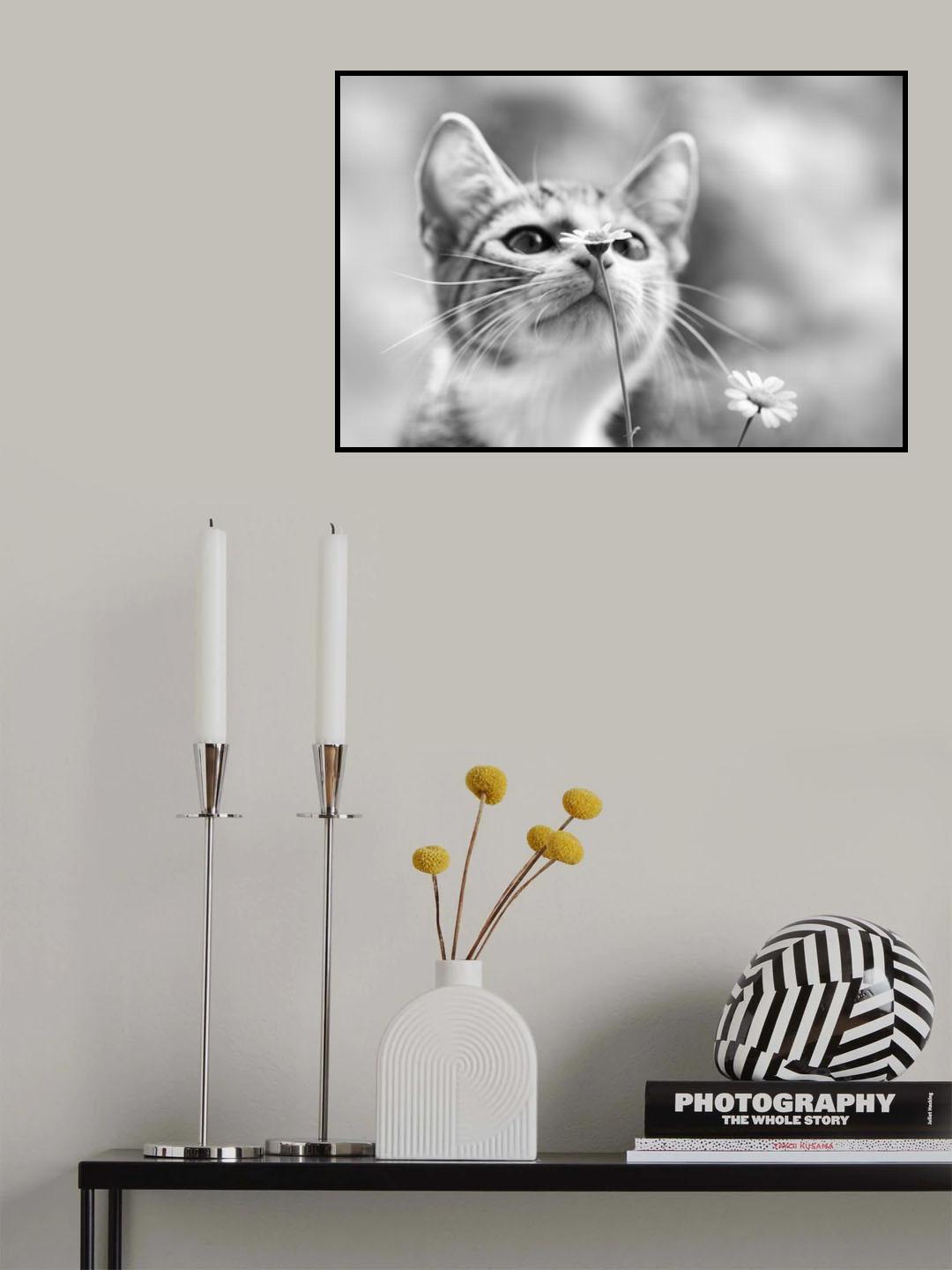 Curious Poster och Canvastavla