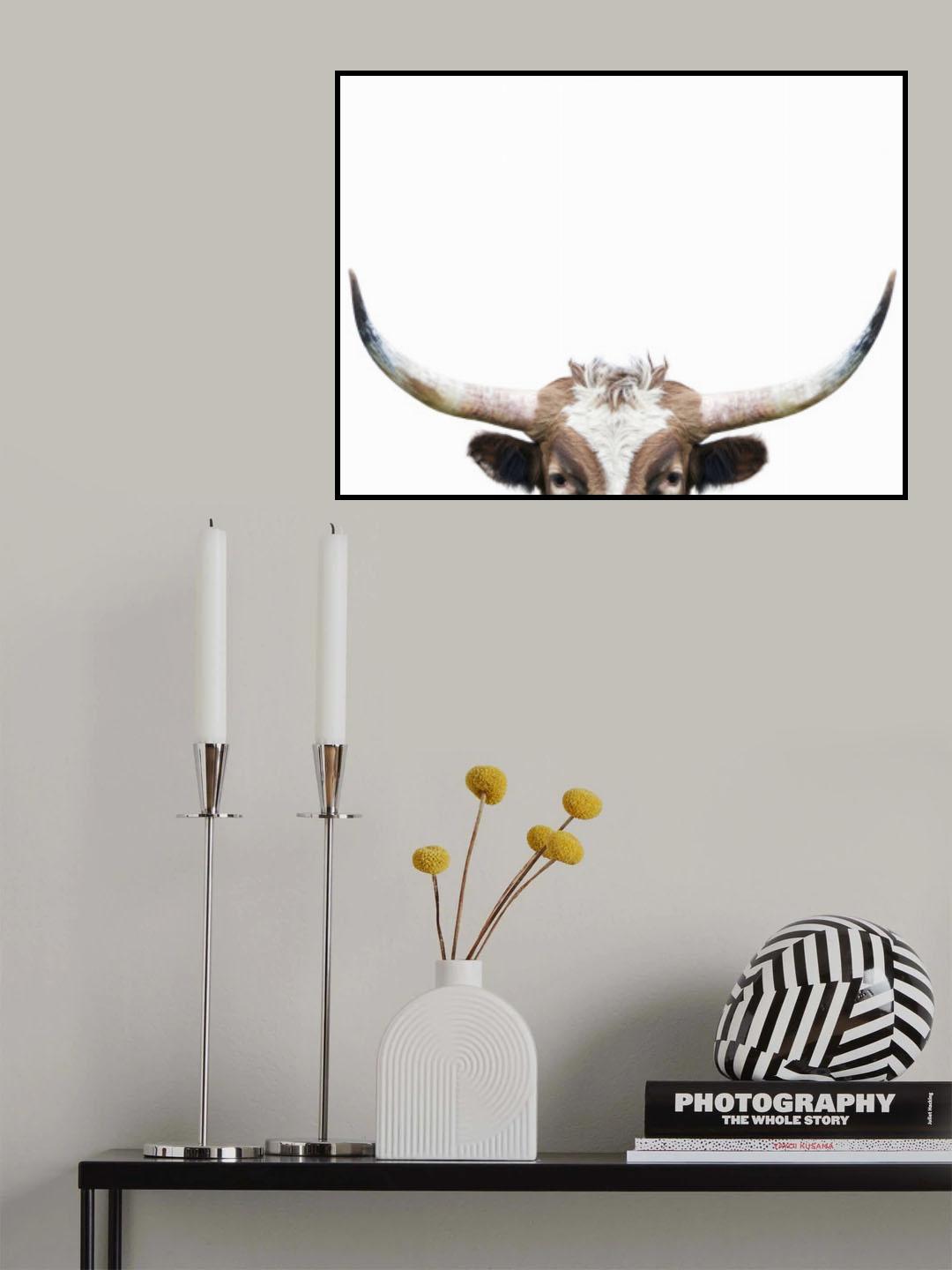Peeking Longhorn Cow Poster och Canvastavla