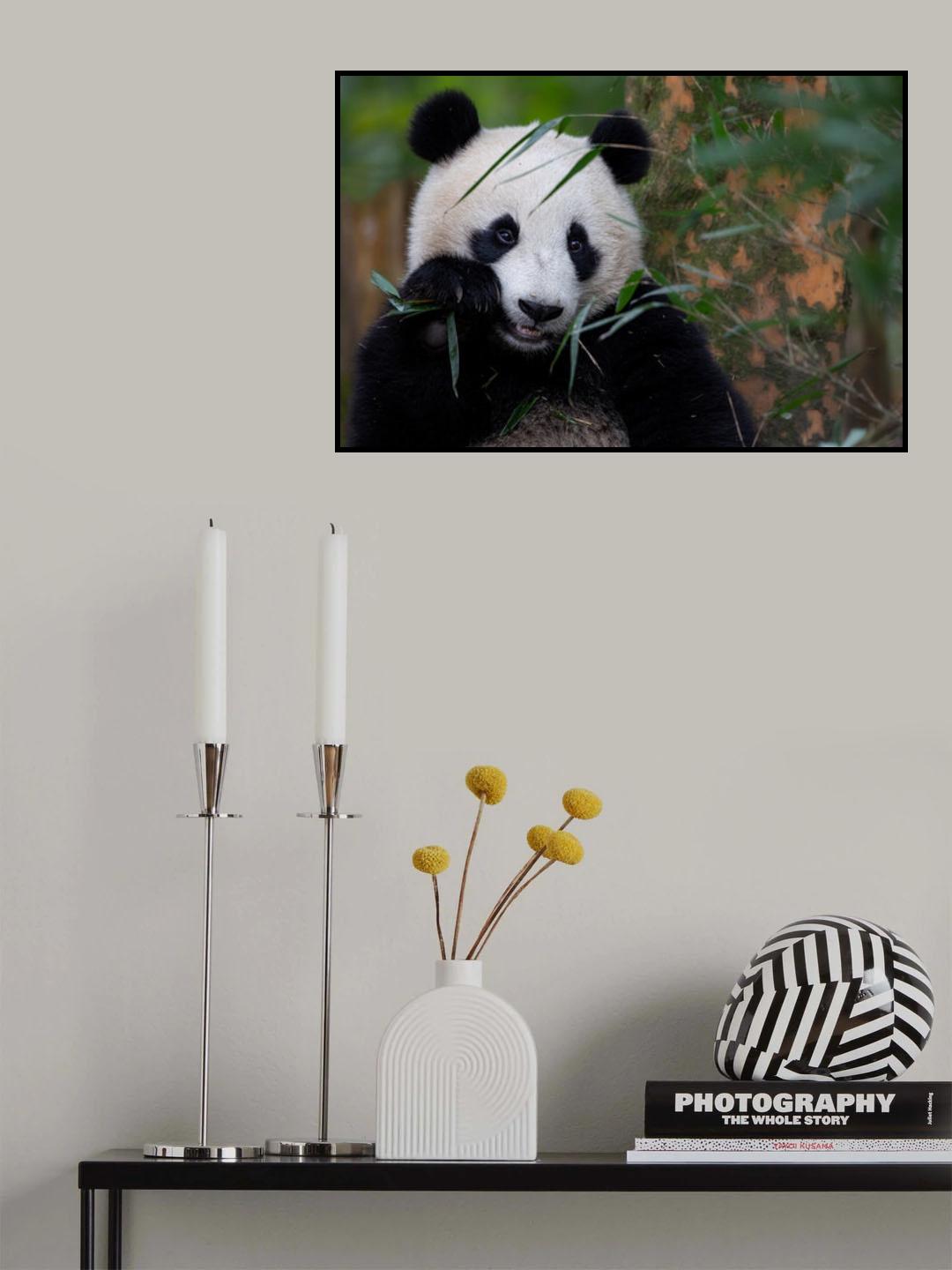 Bamboo Time Poster och Canvastavla