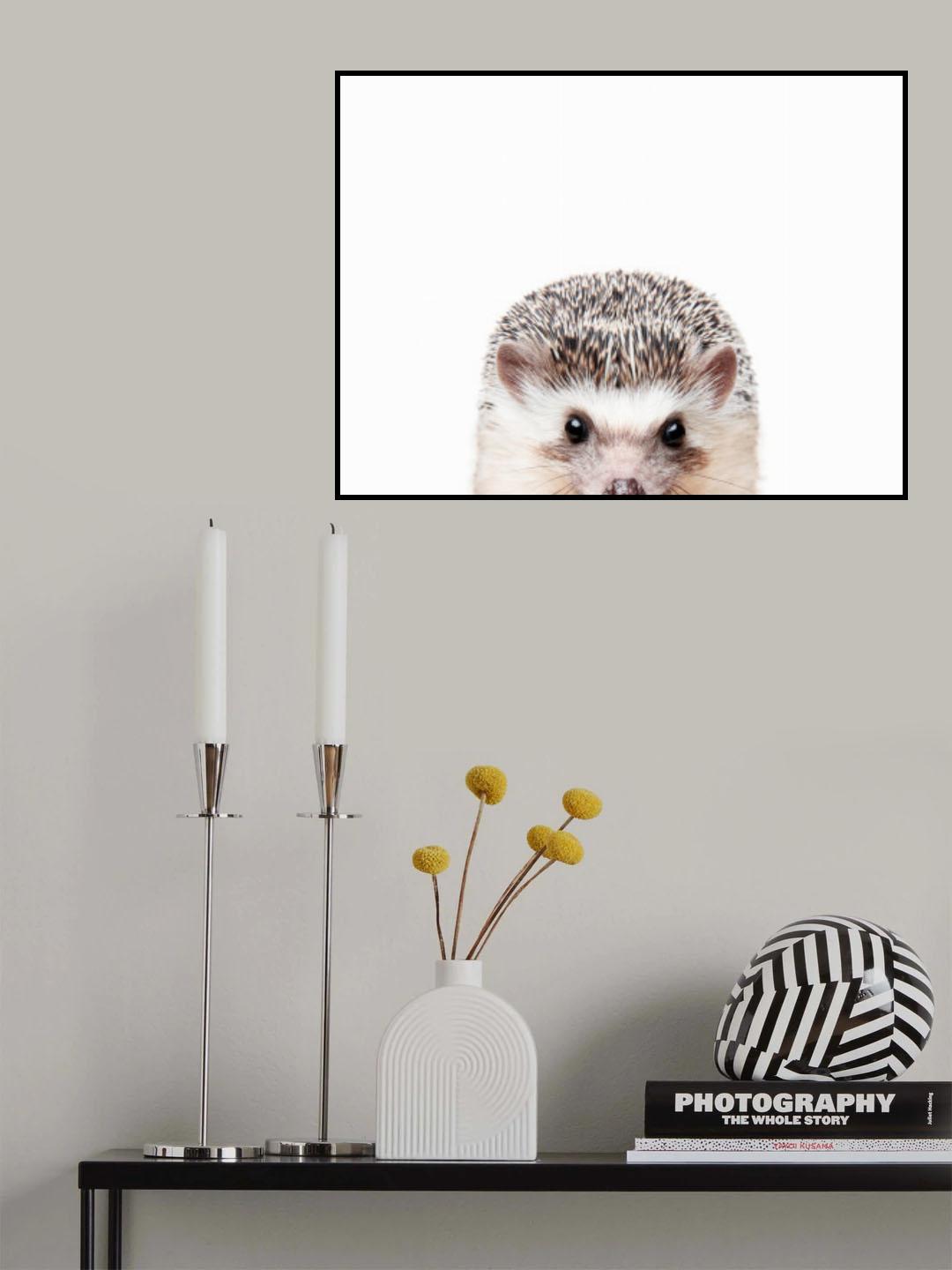 Peeking Hedgehog Poster och Canvastavla
