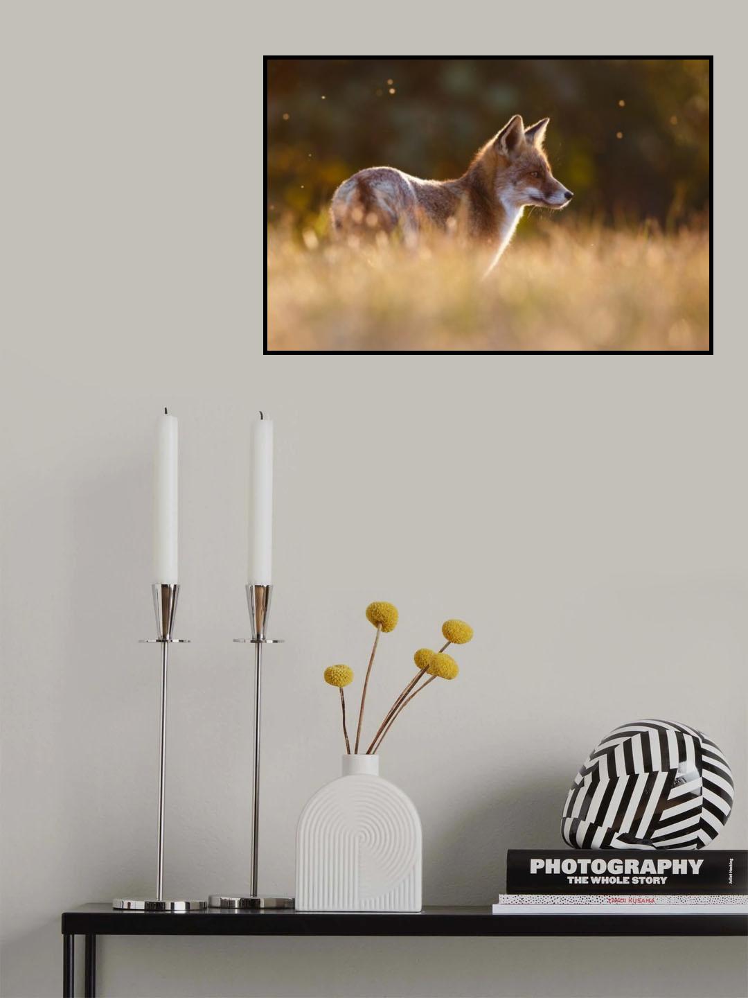 Last Light Fox Poster och Canvastavla