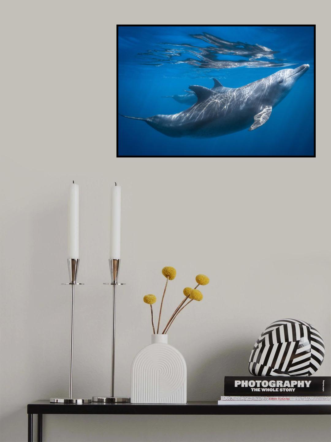 Dolphin at the surface Poster och Canvastavla
