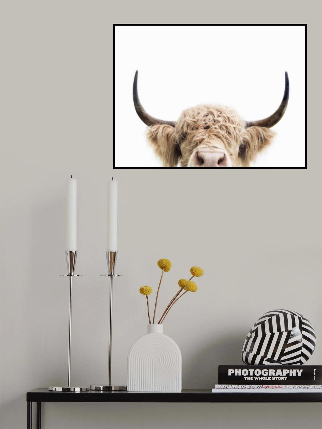 Peeking Cow Poster och Canvastavla