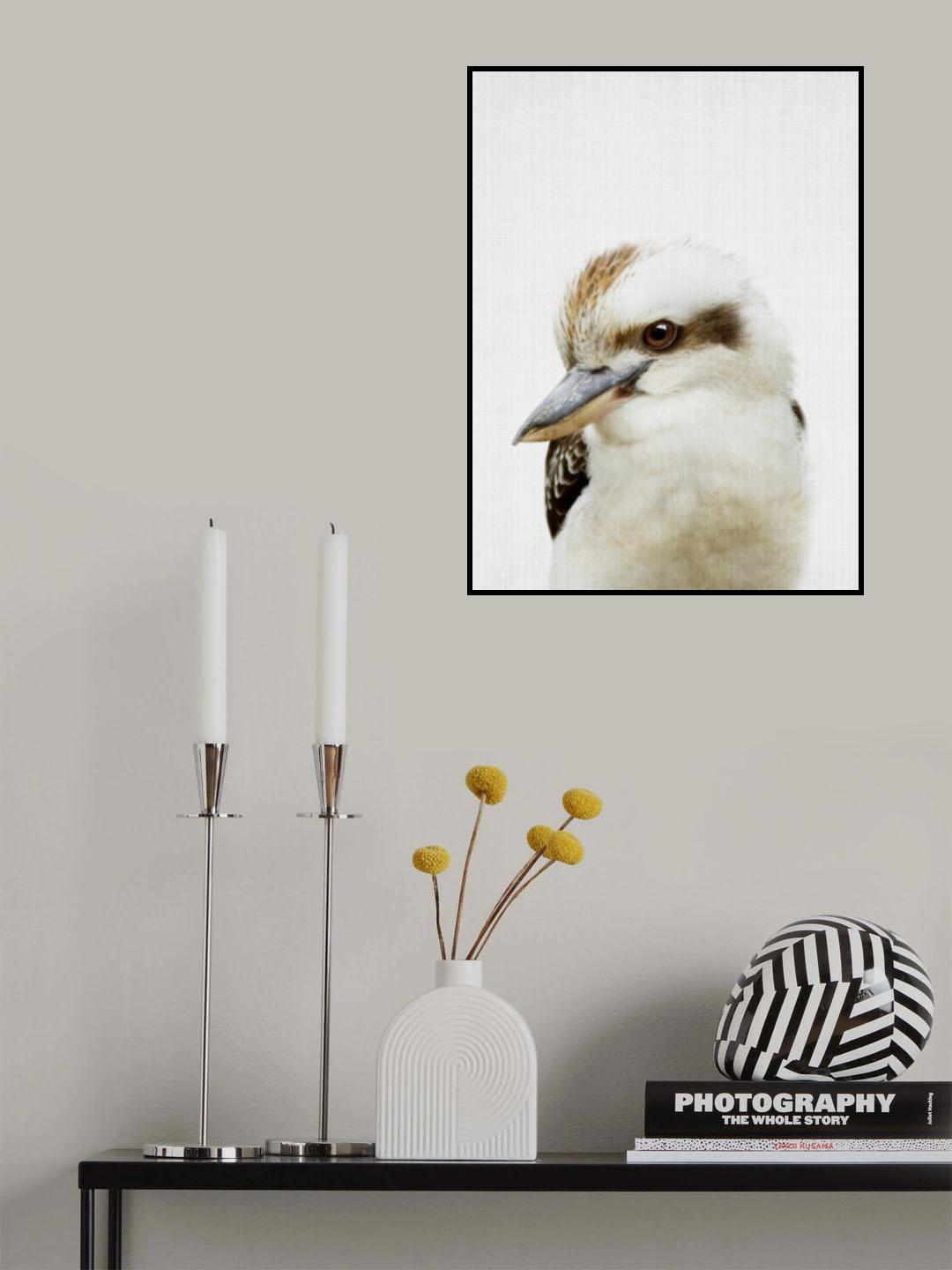 Peekaboo Kookaburra Poster och Canvastavla