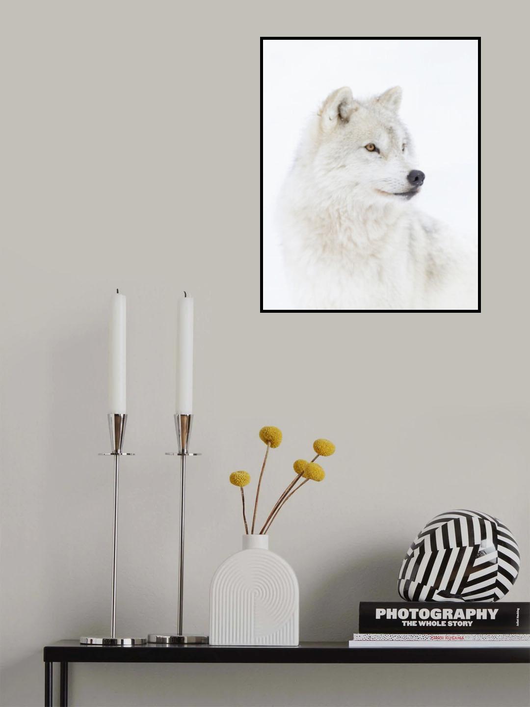 Portrait of an Arctic Wolf Poster och Canvastavla