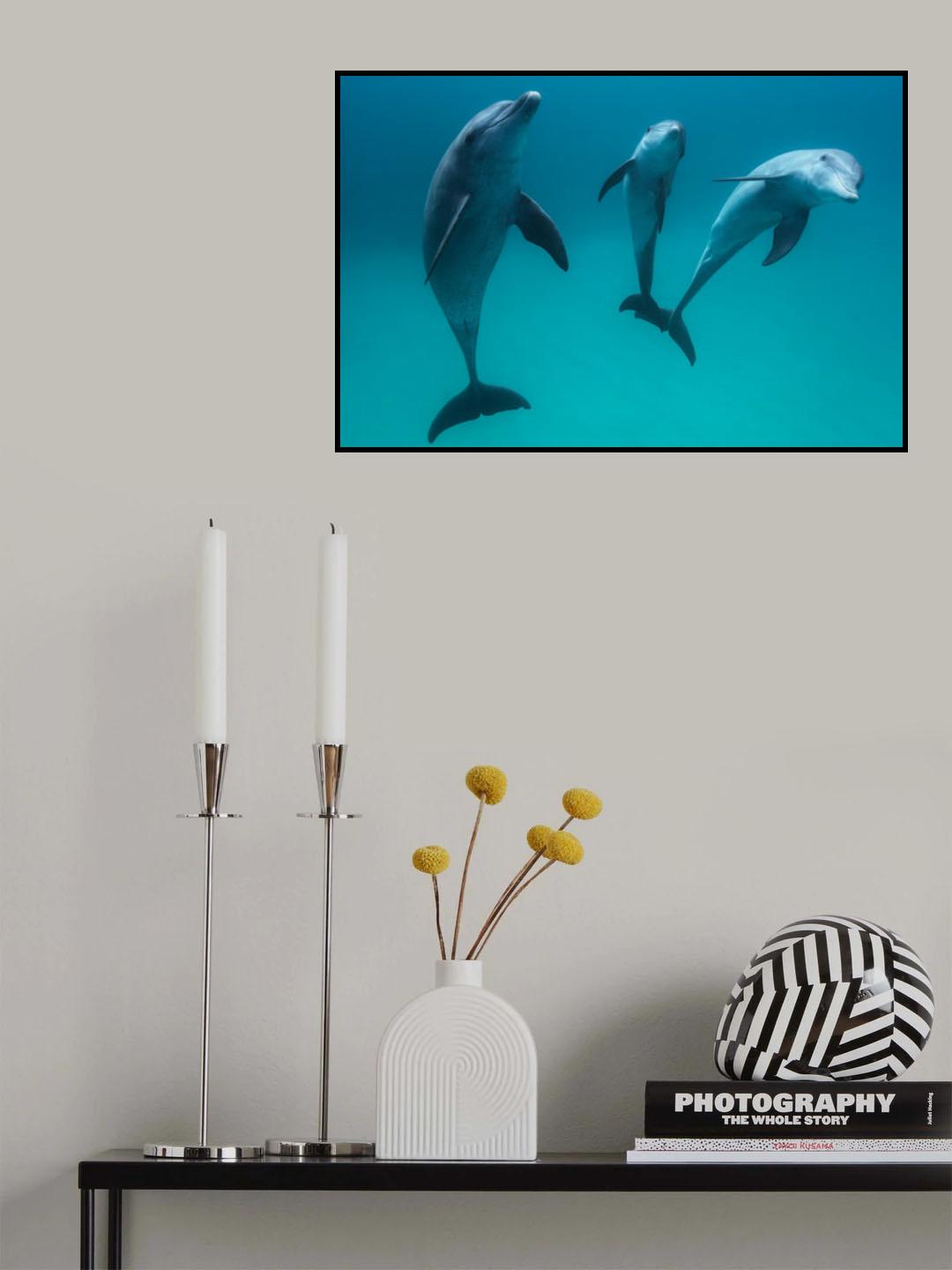 Bottlenose dolphins Poster och Canvastavla