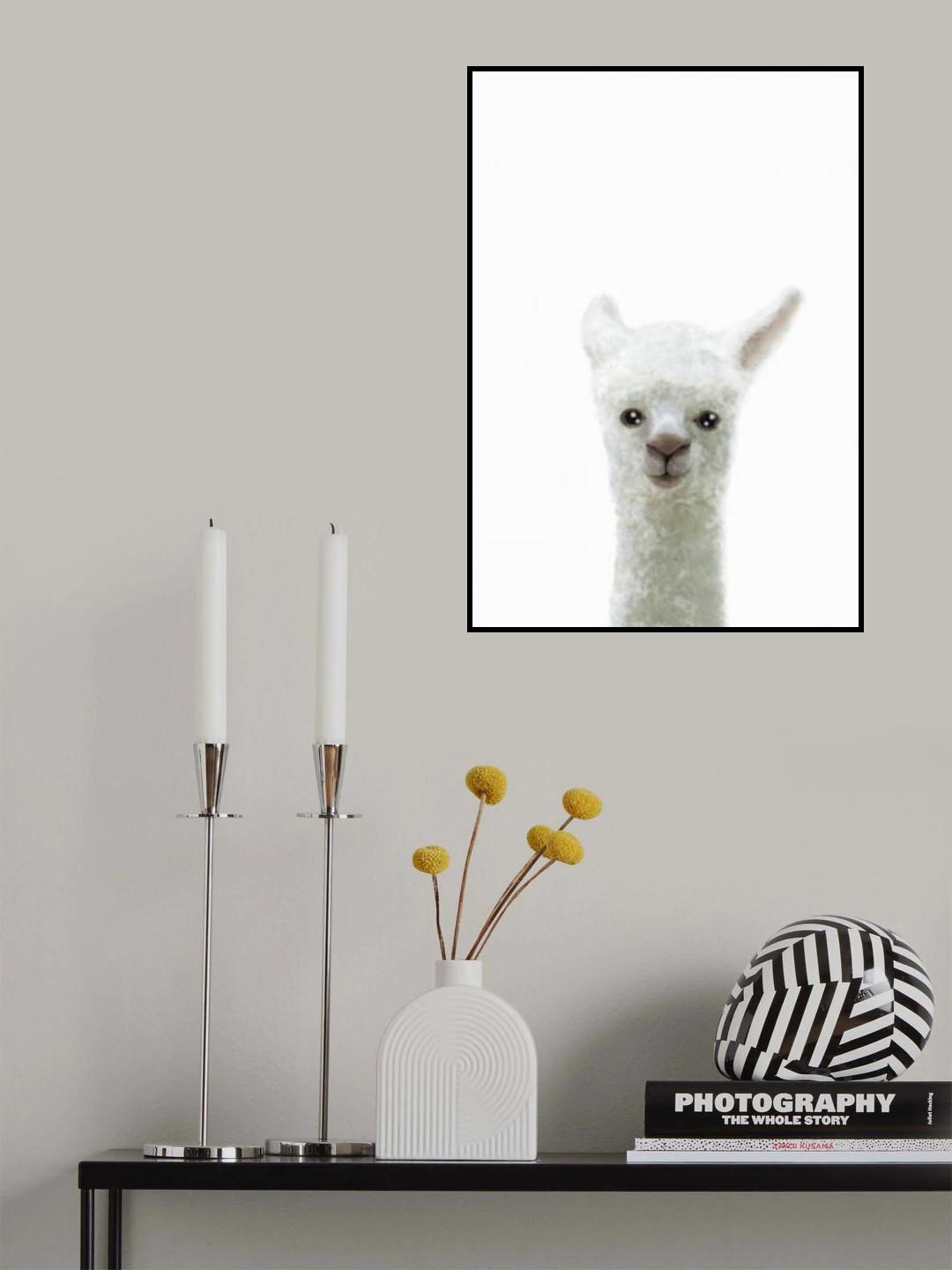 Llama Poster och Canvastavla