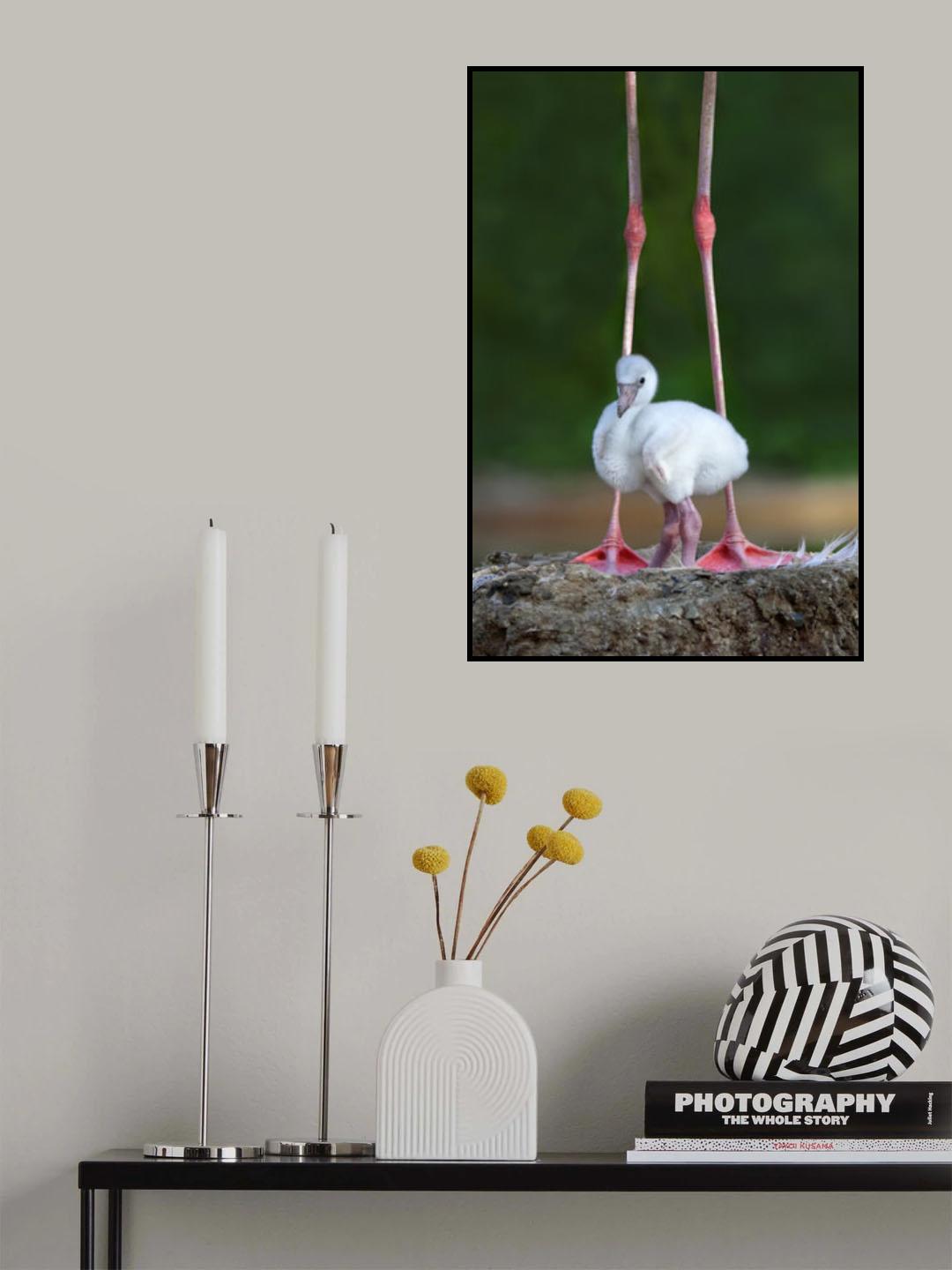 Caribbean flamingo chick Poster och Canvastavla
