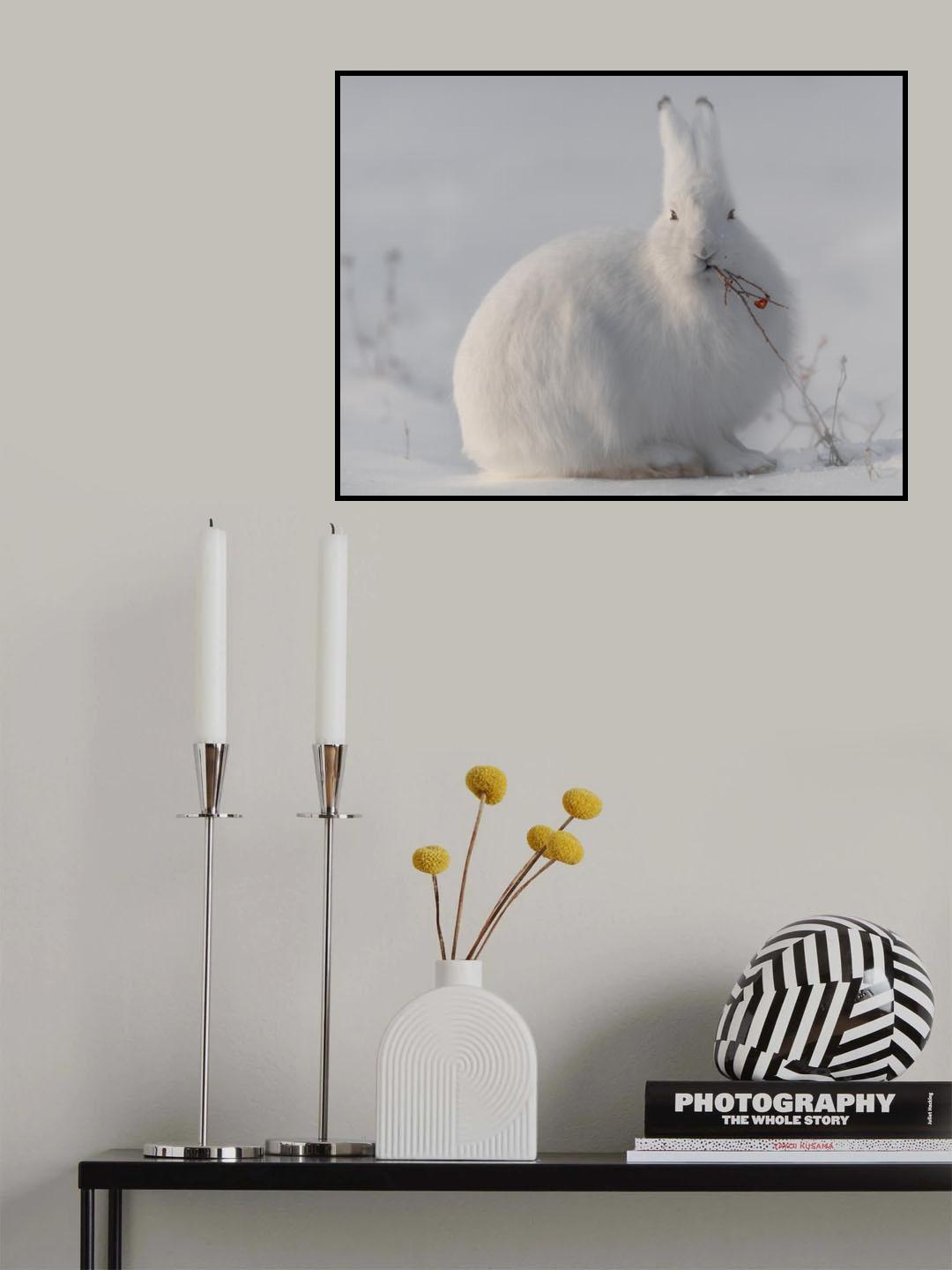 wild arctic hare Poster och Canvastavla