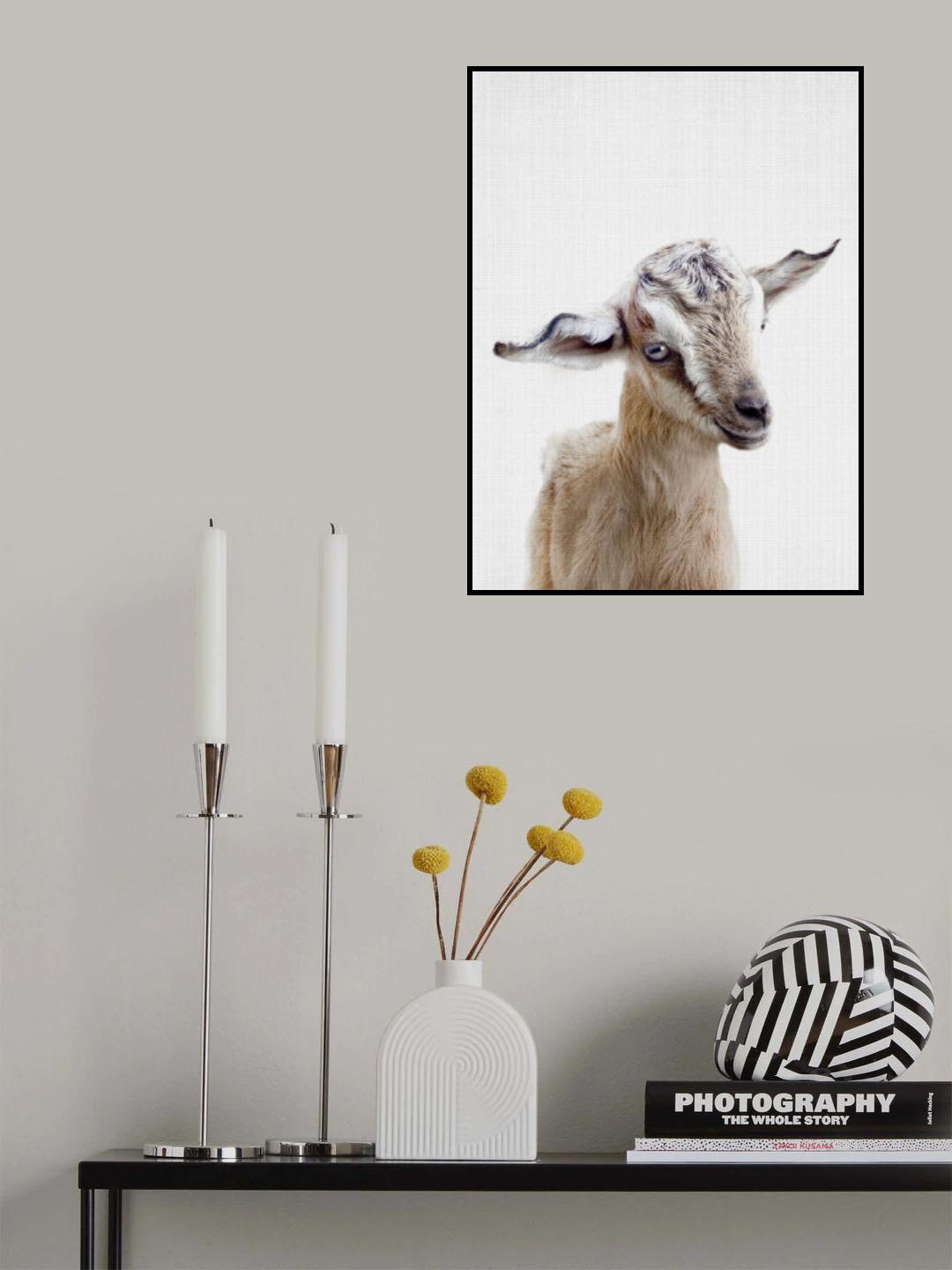 Peekaboo Baby Goat Poster och Canvastavla