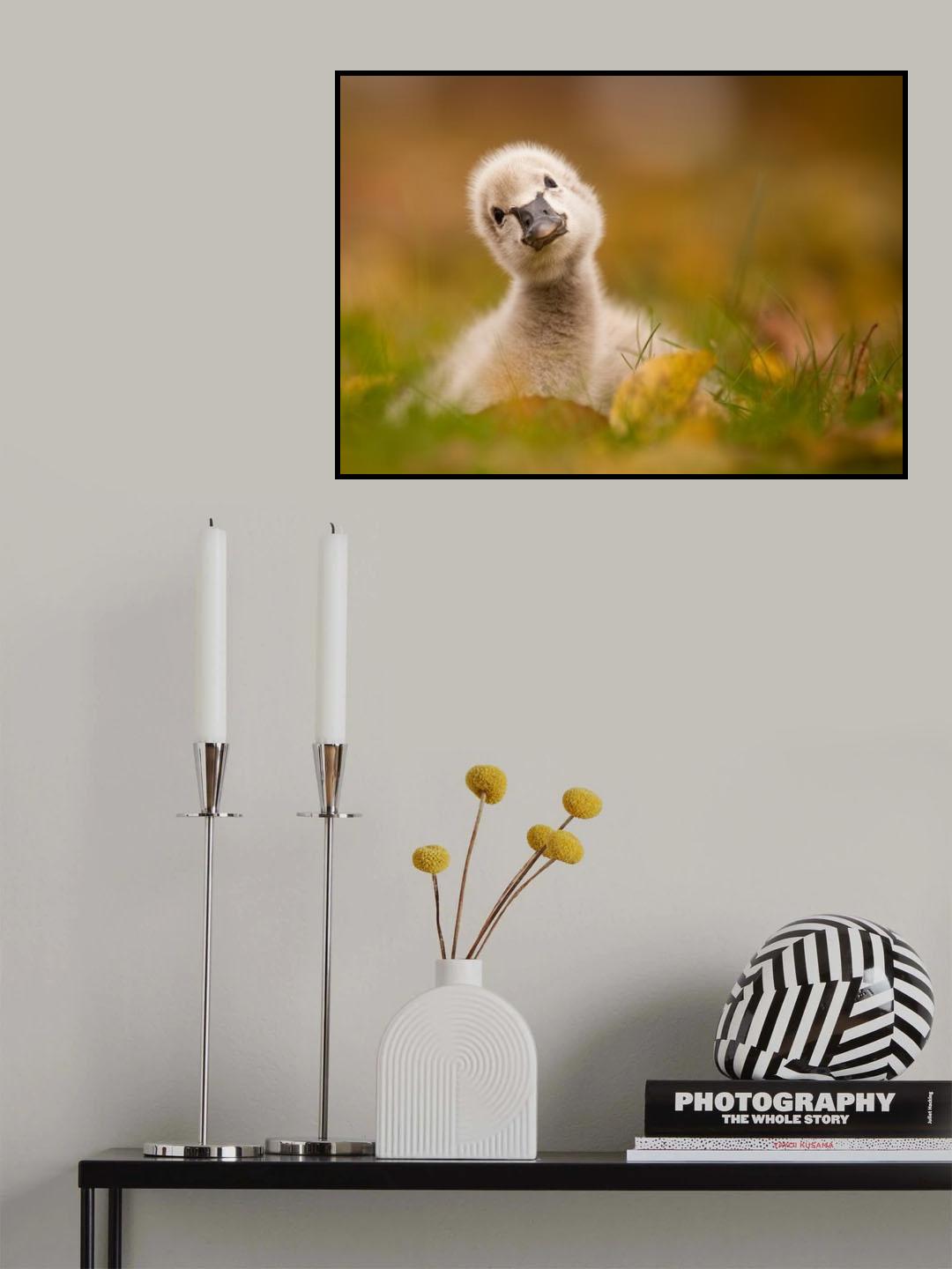 Black Swan Baby Poster och Canvastavla