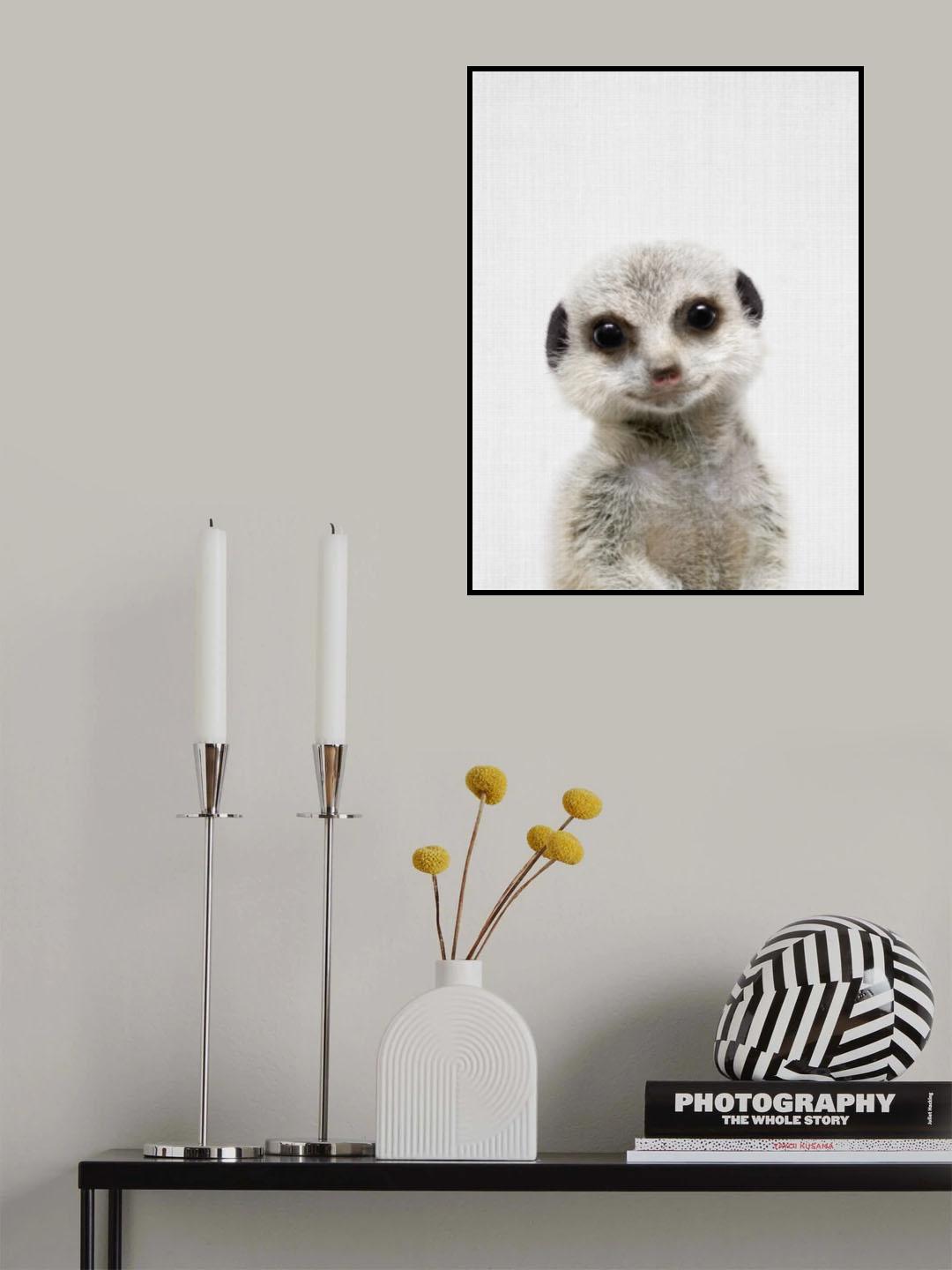 Peekaboo Baby Meerkat Poster och Canvastavla