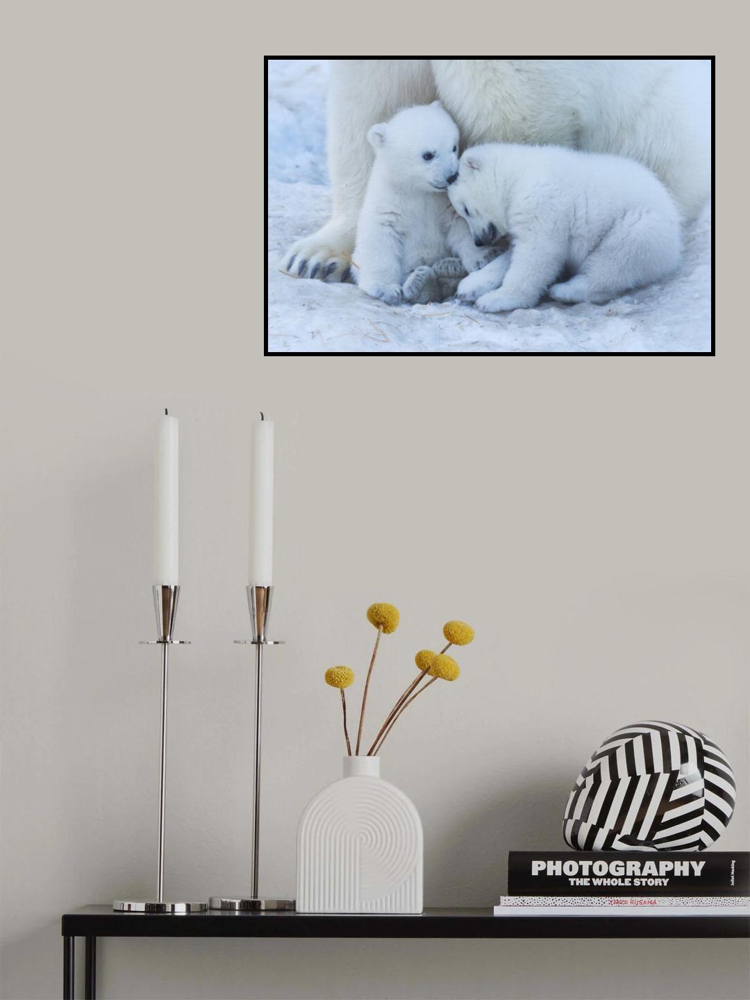 Polar bear cub Poster och Canvastavla