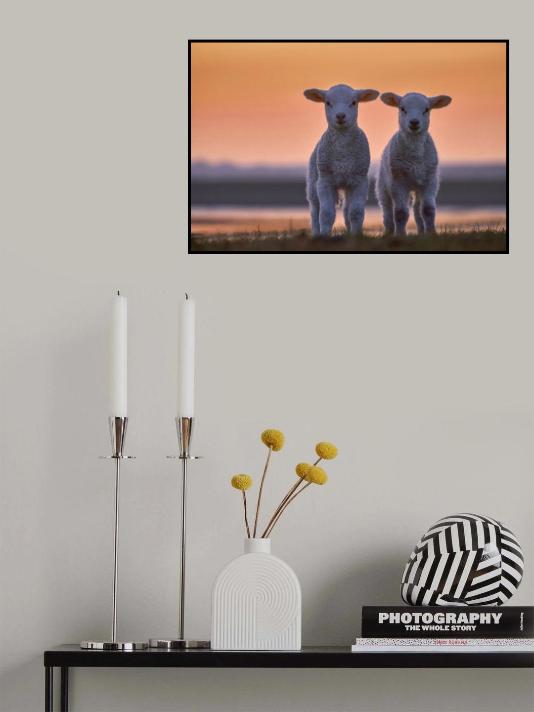 Lamb Twins Poster och Canvastavla