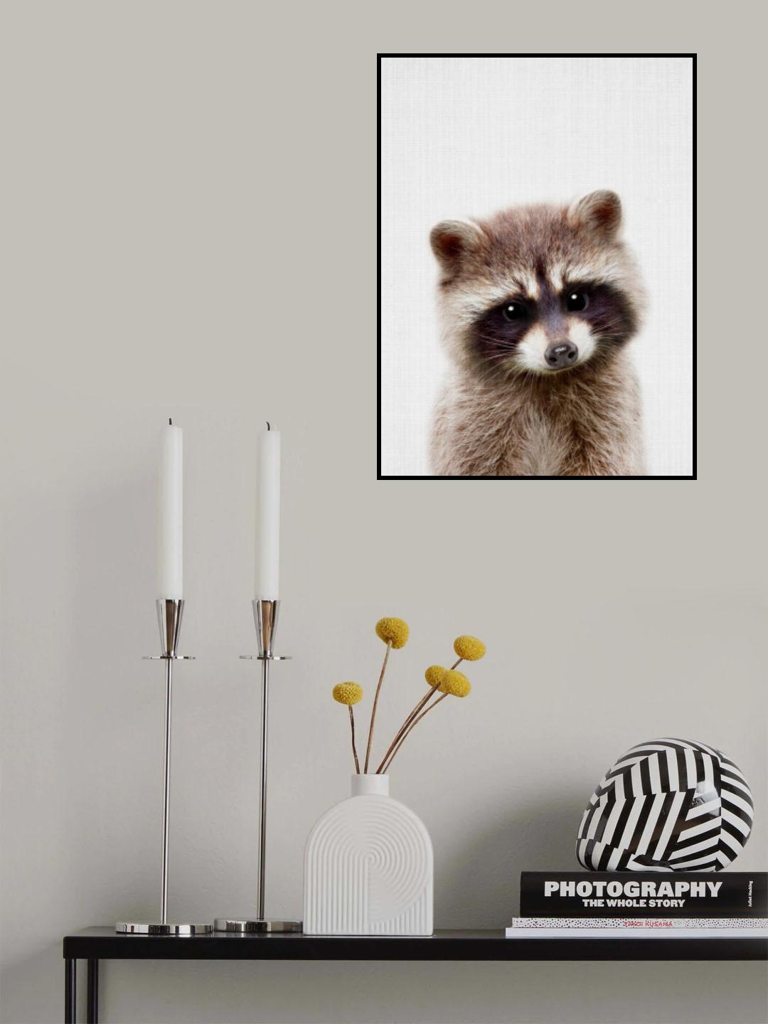 Peekaboo Raccoon Poster och Canvastavla
