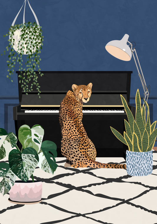 Cheetah playing piano Poster och Canvastavla