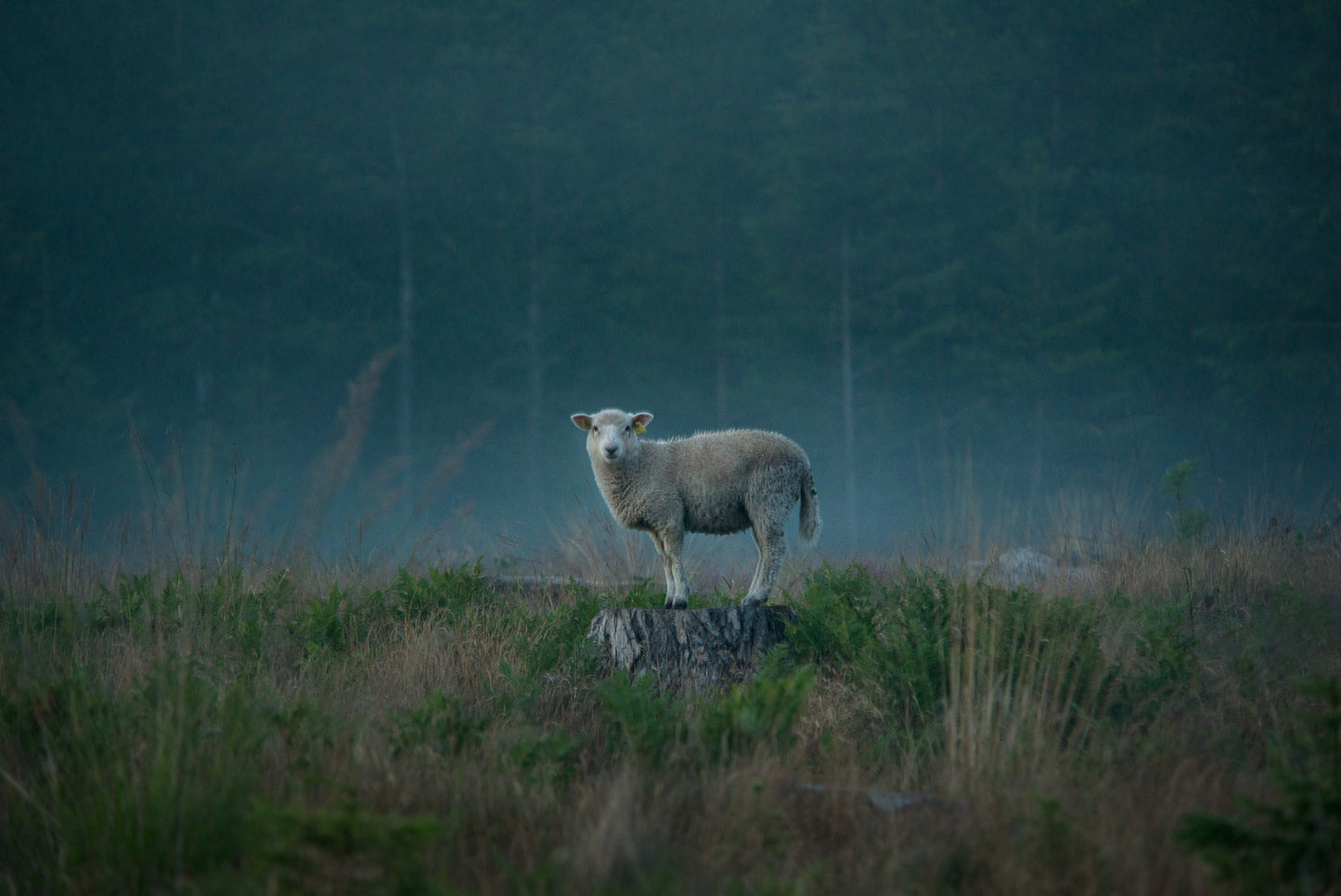 Moody sheep Poster och Canvastavla