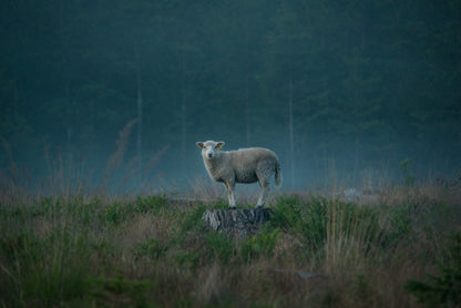 Moody sheep Poster och Canvastavla