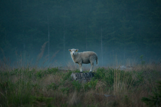 Moody sheep Poster och Canvastavla