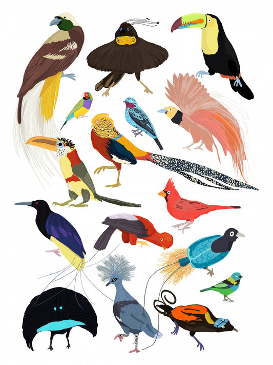 Birds of Paradise Poster och Canvastavla