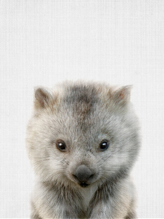 Peekaboo Baby Wombat Poster och Canvastavla