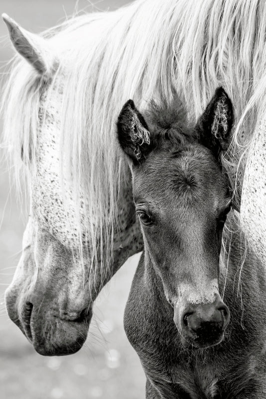 The Foal Poster och Canvastavla