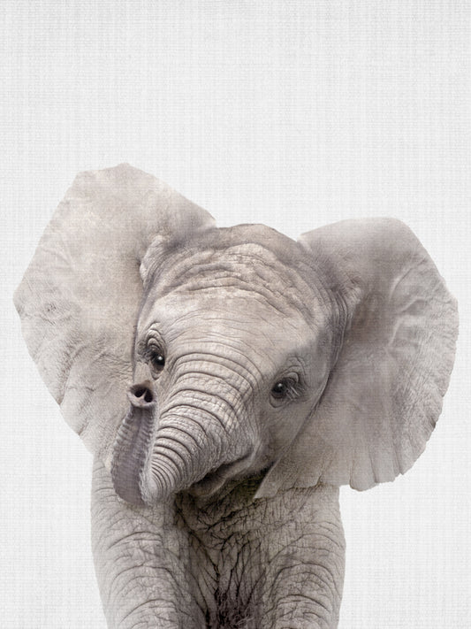 Peekaboo Baby Elephant Poster och Canvastavla