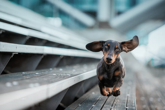 Ein kleiner Hund läuft durch die Welt.... Poster och Canvastavla