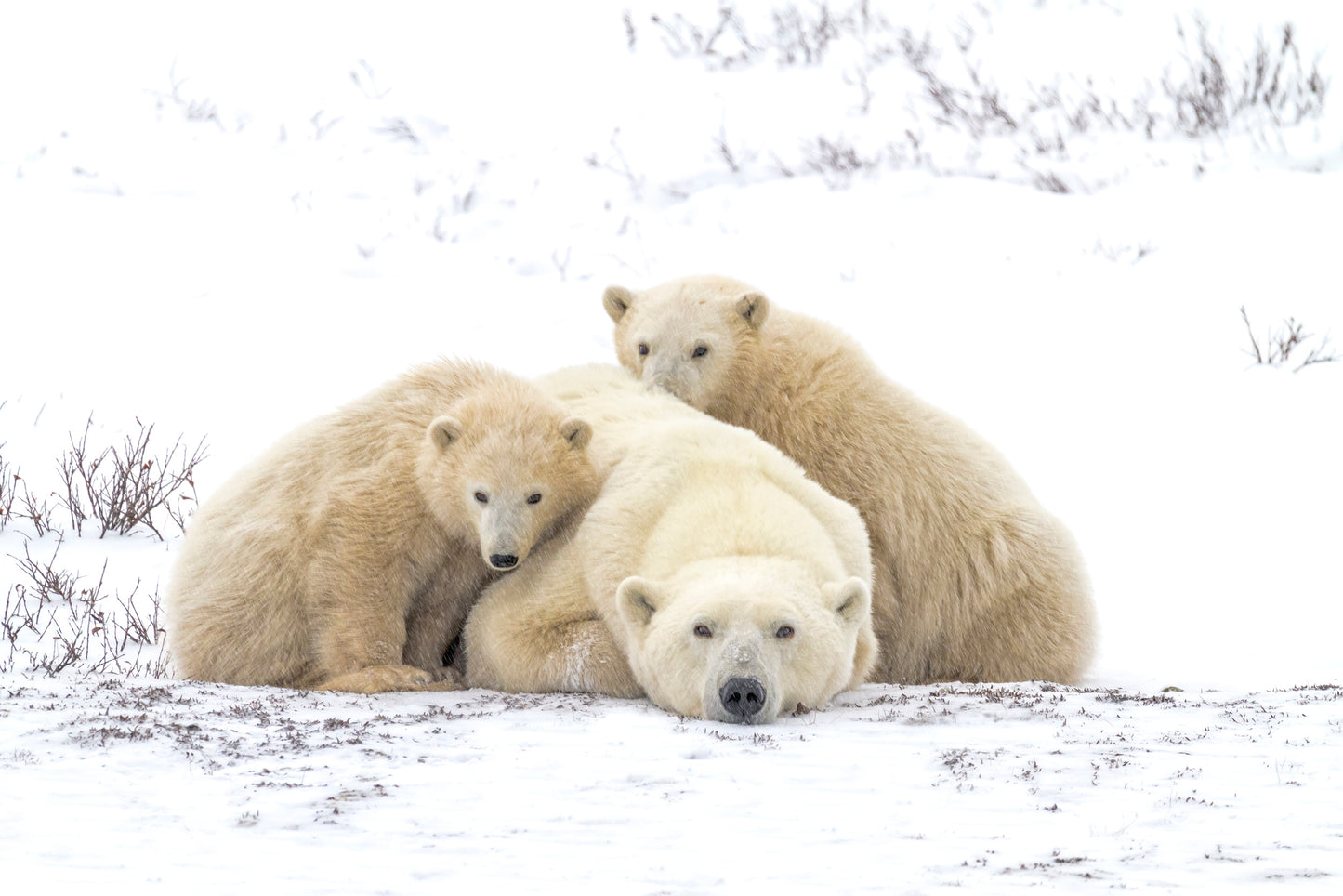 Family Portrait Snowing 8455 Poster och Canvastavla