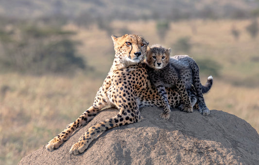 Cheetah and cup! Poster och Canvastavla