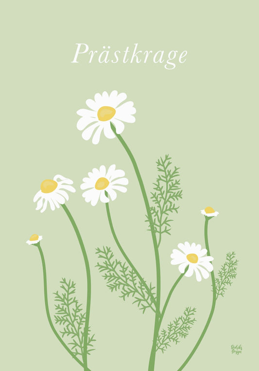 Prästkrage poster