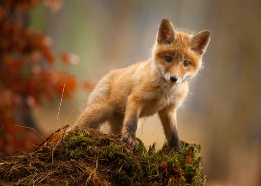 Fox Poster och Canvastavla