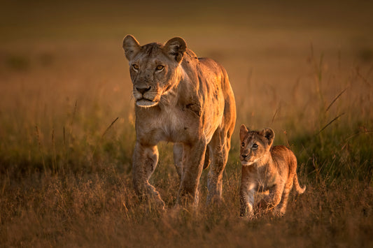 Mom lioness with cub Poster och Canvastavla