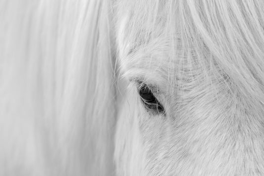 Whisper of Iceland Poster och Canvastavla