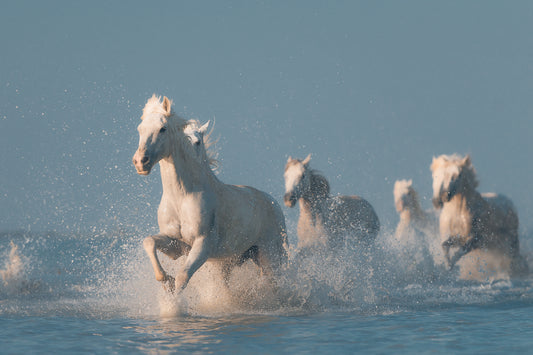 Angels of Camargue Poster och Canvastavla