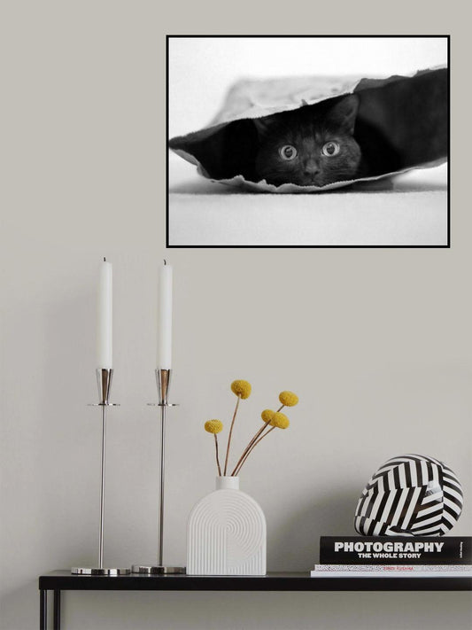 Cat in a bag Poster och Canvastavla